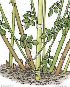 an illustration of bamboo plants growing in the ground with leaves and stems sprouting from them