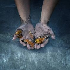 two hands holding butterflies floating in water