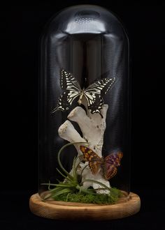 two butterflies sitting on top of a white flower in a glass dome with moss and wood