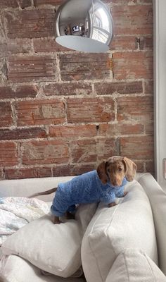 a small dog wearing a blue sweater sitting on a white couch in front of a brick wall