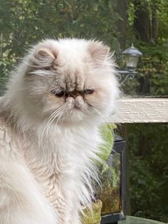 a fluffy white cat sitting on top of a wooden table next to a glass window