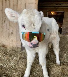 a white cow wearing sunglasses on top of hay