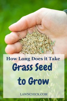 someone holding grass seed in their hand with the text how long does it take grass seed to grow?