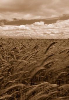 a wheat field with clouds in the background