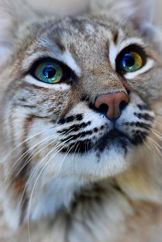 a close up of a cat with blue eyes