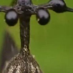 a blurry photo of some fruit hanging from a branch