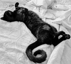 a black cat laying on top of a white blanket