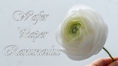 a hand holding a white flower with the words water paper ranunulus on it