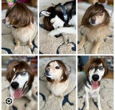 four different pictures of a dog wearing wigs