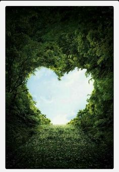 a heart shaped hole in the middle of a forest filled with green plants and trees