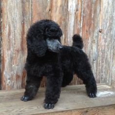 a small black poodle standing on top of a wooden table next to a wall