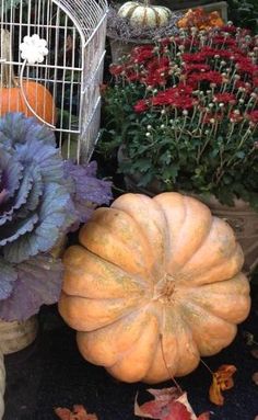 pumpkins, cabbage and other plants are on the ground in front of a birdcage