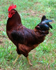 a rooster is standing in the grass with its head turned to look like it's walking