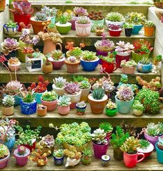 many potted plants are on the steps