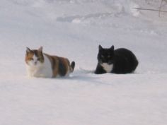 two cats are sitting in the snow near each other and one is looking at the camera