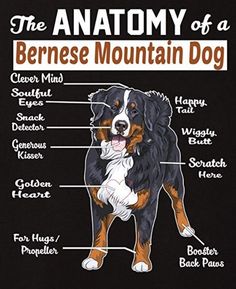 the anatomy of a bernese mountain dog