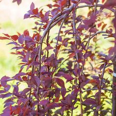 purple leaves are growing on the branches of a plant in front of some green grass