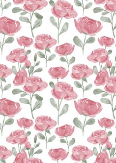 pink roses on a white background with green leaves and stems painted in watercolor style