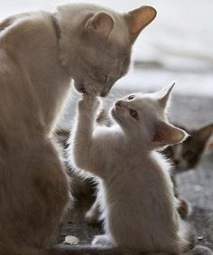 two kittens playing with each other on the ground