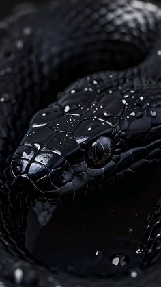 a black snake with water droplets on it's head