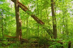 the woods are full of trees and fallen branches