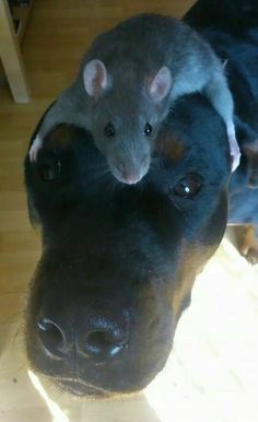 a rat sitting on the back of a dog's head next to another animal