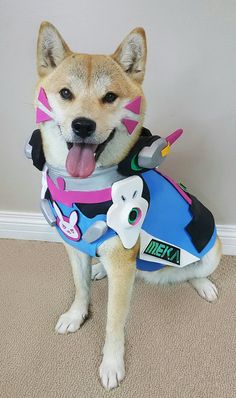 Overwatch Cats, Dva Overwatch Cosplay, Tracer Cosplay, Service Dogs Gear, Overwatch Wallpapers, D.va Overwatch, Overwatch Tracer, Japanese Video Games