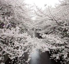 the trees are blooming along the river