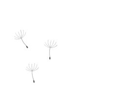 two dandelions blowing in the wind on a white background