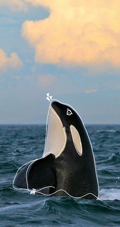 an orca jumping out of the water with it's head above the water