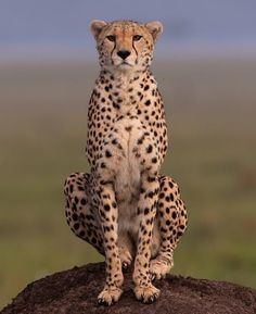 a cheetah sitting on top of a rock in front of the camera lens