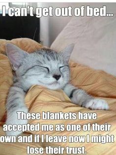 a cat sleeping on top of a bed with the caption, these blankets have accepted me as one of their own and if i leave now i might lose their trust