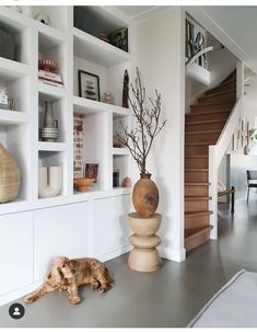 a dog laying on the floor in front of some shelves with vases and other items