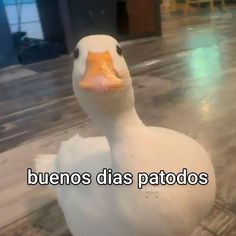 a white duck sitting on top of a wooden floor next to a building with the words buenos dias patos