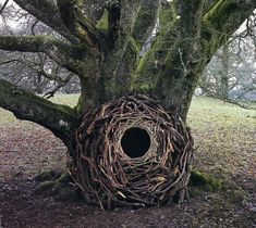 a bird nest built into the trunk of a tree