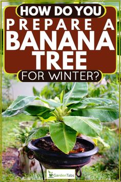 a banana tree in a pot with the words how do you prepare a banana tree for winter?