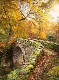 an old stone bridge surrounded by trees and leaves