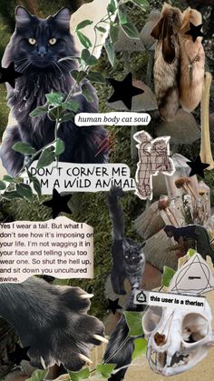 a collage of cats, dogs and other animals with words written on them that read don't cover me i'm a wild animal