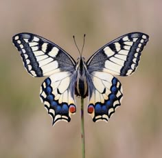 a close up of a butterfly on a plant