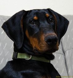 a black and brown dog sitting on top of a couch