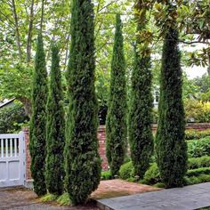 some very tall green trees in a park