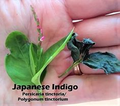 a person holding a green leaf in their hand with the words japanese indigoo written on it