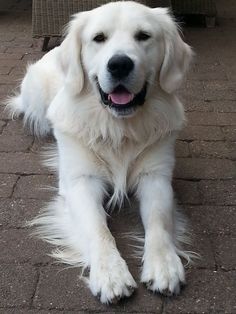 a large white dog laying on the ground