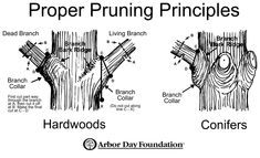 an image of proper pruning practices