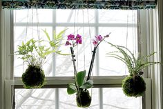 three hanging planters filled with plants on a window sill in front of a window