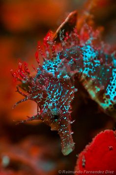 a close up of a sea horse with blue and green lights on it's body