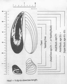 the diagram shows how to measure an eggplant's height