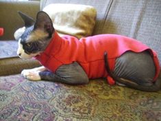 a cat in a red sweater sitting on a couch