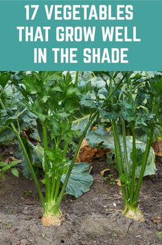 vegetables that grow well in the shade