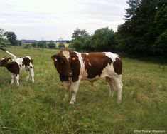 two brown and white cows standing in the grass